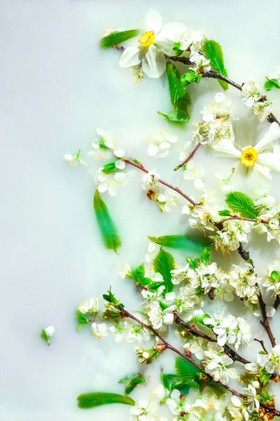 Frühjahrsblütenkonzept Aprikosenkirschblüte Blume Auf Weißem Wasser Hintergrund Der Blüte Blumen — Stockfoto