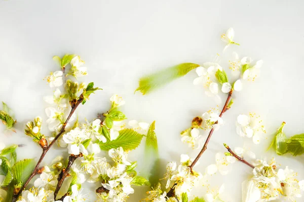 Spring Blossom Concept Apricot Cherry Blossom Flower White Water Background — Stock Photo, Image