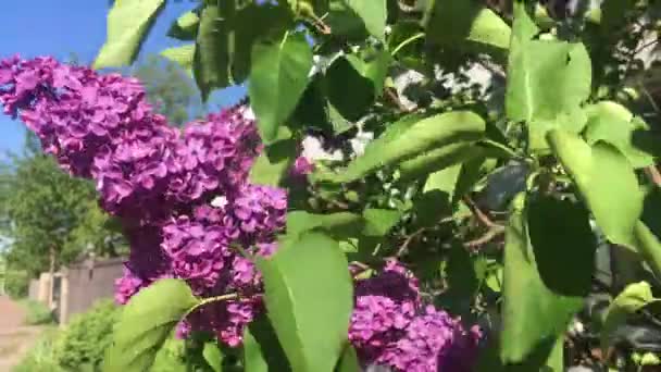 Vacker lila Bush närbild. Lilac kvistar fladdrar i vinden. Vårens ömma blommande Bush. Landskapsplanering och dekoration av stadens gator. — Stockvideo