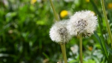 Doğada çiçek açan karahindiba yeşil çimlerden yetişir. Eski karahindiba yakın plan. Çimenlerdeki karahindibaların doğal arka planı