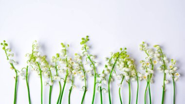 Vadi çiçeğinin zambağı beyaz arkaplanda izole edilmiş. Metin, bahar zamanı, üst görünüm için kopyalama alanı var.