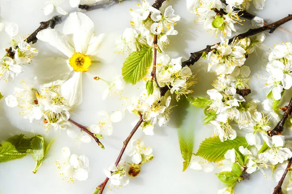 Frühjahrsblütenkonzept Aprikosenkirschblüte Blume Auf Weißem Wasser Hintergrund Der Blüte Blumen — Stockfoto