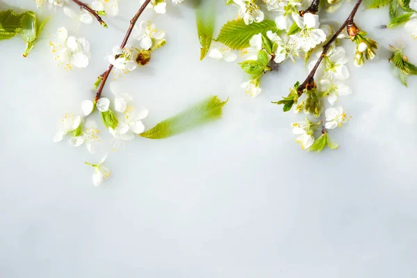 Frühjahrsblütenkonzept Aprikosenkirschblüte Blume Auf Weißem Wasser Hintergrund Der Blüte Blumen — Stockfoto