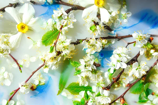 Zarte Weiße Und Rosa Blüten Mit Grünen Blättern Blauen Wasser — Stockfoto