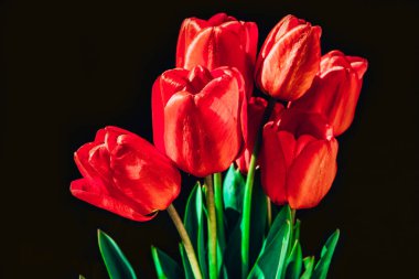 Kapalı kırmızı laleler çiçek yaprakları siyah arkaplanda izole edilmiş, metin için boşluk kopyala