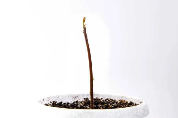 Young Seedling Growing Pot White Background Sprout Pot Copy Space — Stock Photo, Image