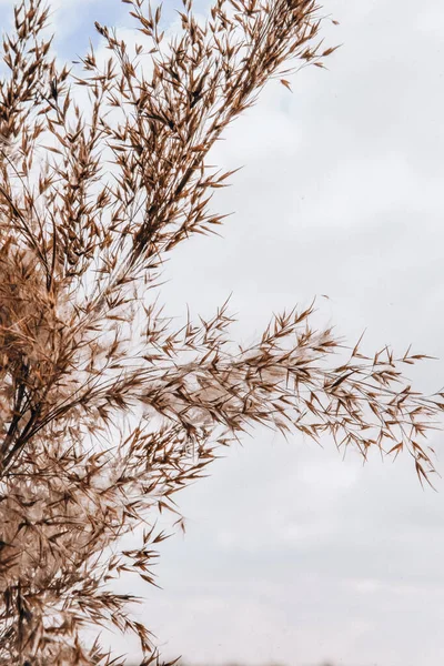 Enfoque Selectivo Seco Caña Beige Sobre Fondo Cielo Azul Hermosa — Foto de Stock