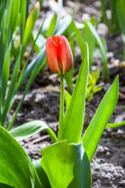 Kırmızı laleler yakın planda. Açık ve kapalı tomurcuk lale. Her taraftan parlak lale çiçekleri. Bahar tatili için çiçekler. Güzel çiçekler, baharda bahçıvanlık