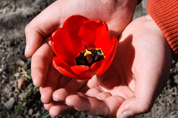 red tulip in the hands of nature, Close up worker s hand holding a red tulip in garden. Selected focus concept