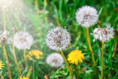 Uzun yeşil çimlerde beyaz tüylü karahindibalar, yeşil arkaplanda solmuş karahindiba, Bokeh 'li güneş ışığı, kopyalama alanı, seçici odak