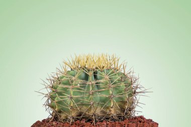 Yuvarlak kaktüs, az stil ve pastel yeşil arka plan. Üstte metin için boşluk ile