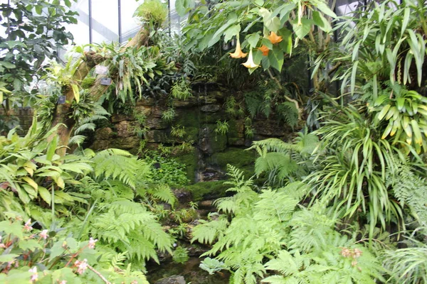 Tropical Waterfall Kew Garden London — Stock Photo, Image