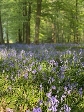Oxfordshire 'da bahar ormanı çiçekleri