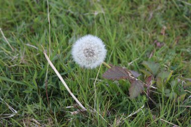 İngiltere kırsalında bahar çiçekleri