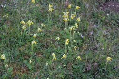 İngiltere kırsalında bahar çiçekleri