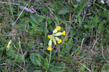 İngiltere kırsalında bahar çiçekleri