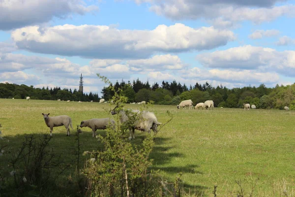 English sheep on field