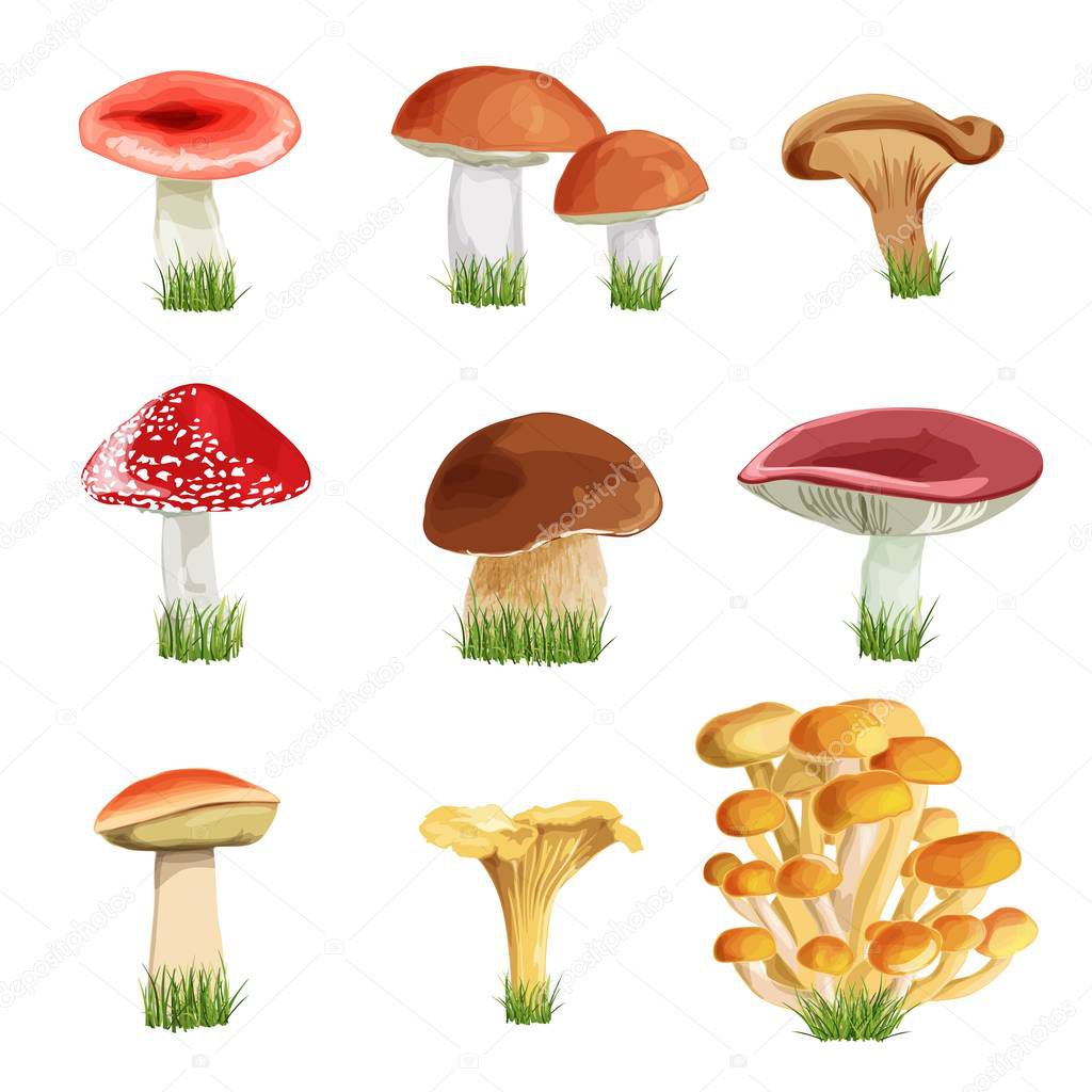  set of nine mushrooms with grass