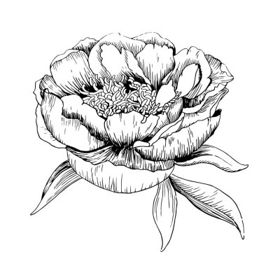 Elle çizilmiş şakayık.