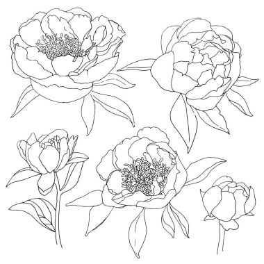 Beyaz renkli şakayık seti