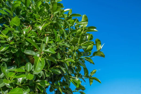 Ficus tree on blue sky background. Nice blue sky and colorful leaves of tree. Warm sunny day. Ficus big leaves close-up against the blue sky