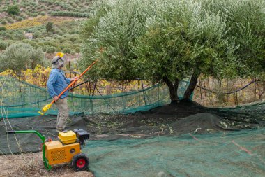 Yunanistan, Girit 'te zeytin toplayan çiftçiler. Taze zeytin hasadı, zeytinyağı üretimi. Elektrikli tarakla zeytin topluyorum. Yunan zeytin tarımı. 