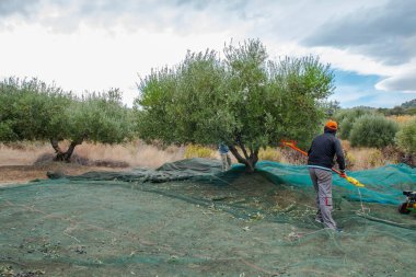Yunanistan, Girit 'te zeytin toplayan çiftçiler. Taze zeytin hasadı, zeytinyağı üretimi. Elektrikli tarakla zeytin topluyorum. Yunan zeytin tarımı. 