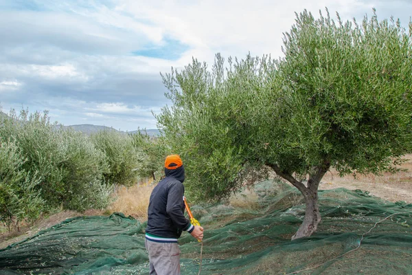 Yunanistan, Girit 'te zeytin toplayan çiftçiler. Taze zeytin hasadı, zeytinyağı üretimi. Elektrikli tarakla zeytin topluyorum. Yunan zeytin tarımı. 