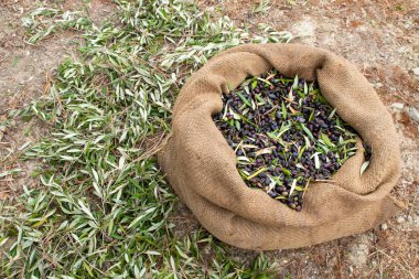 Taze zeytin dolu çuval bezi. Yunanistan, Girit 'te zeytin hasadı. Ekstra bakire zeytinyağı üretmek için ağaçtan taze zeytin toplayın.. 