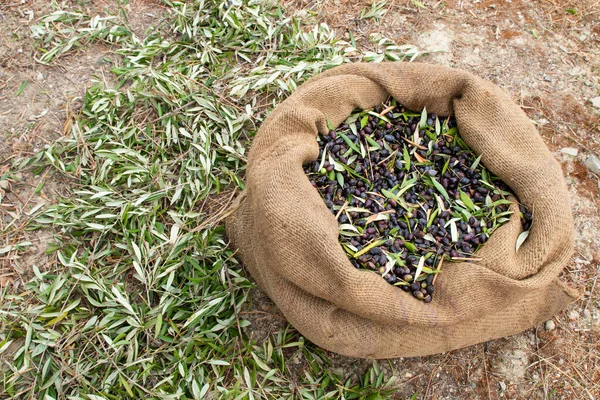 Taze zeytin dolu çuval bezi. Yunanistan, Girit 'te zeytin hasadı. Ekstra bakire zeytinyağı üretmek için ağaçtan taze zeytin toplayın.. 