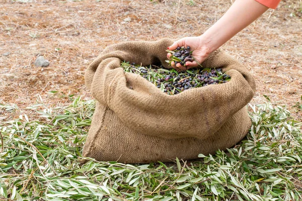 Kaliteli eller uzmanı Akdeniz zeytinlerini kontrol ediyor. Taze zeytin dolu çuval bezi. Yunanistan, Girit 'te zeytin hasadı. Ekstra bakir zeytinyağı üretimi için taze zeytin hasadı..