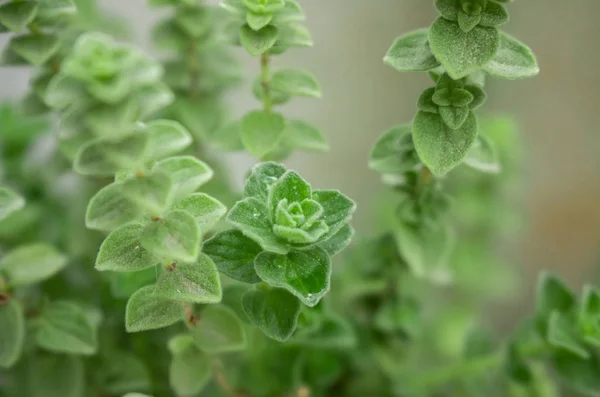 Ramuan Oregano Mentah Dengan Tetesan Air Atasnya Hijau Segar Oregano — Stok Foto