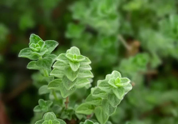 Surowe Zioła Oregano Dzika Naturalna Roślina Przyprawowa Oregano Kopiuj Miejsce — Zdjęcie stockowe