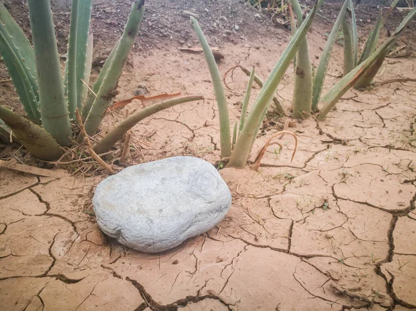 Cracked Ground Stone Aloe Background Natural Aloe Vera Growing Dry — Stock Photo, Image