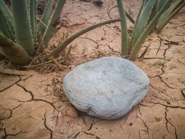 Cracked Ground Stone Aloe Background Natural Aloe Vera Growing Dry — Stock Photo, Image