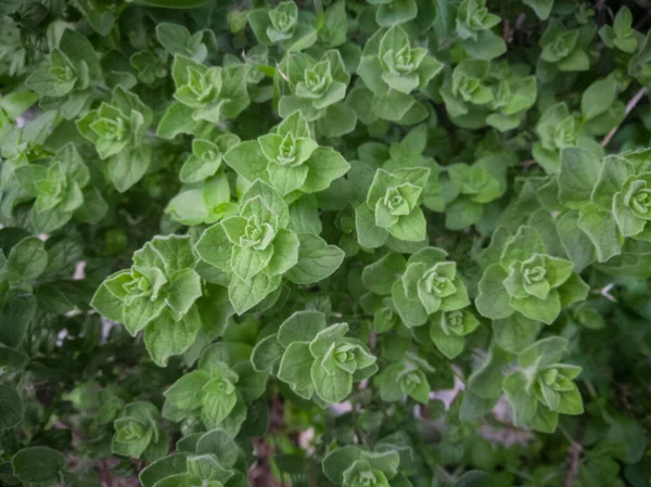 Yabani keklikotu dağlarda yetişir. Sahada çiğ yeşil Oregano. Yunan doğal kekik otu. Yeşil ve taze kekik çiçekleri. Aromatik aşçılık bitkileri.