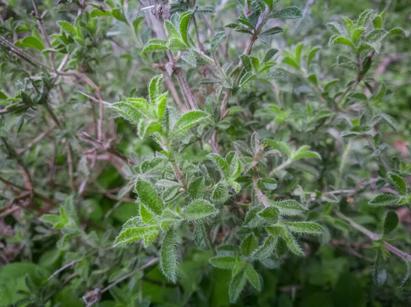 Roślina Tymiankowa Rosnąca Górach Organiczne Zioła Roślina Tymiankowa Bliska Aromatyczne — Zdjęcie stockowe