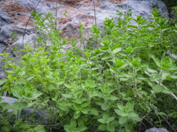 Vild Oregano Växer Bergen Raw Grön Oregano Fält Grekiska Naturliga — Stockfoto