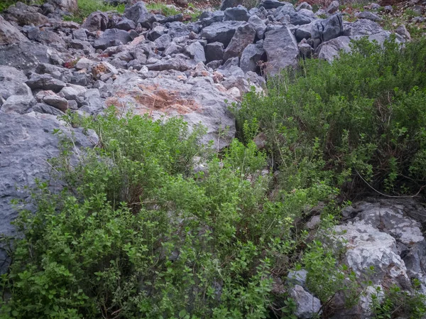 Orégano Silvestre Crece Las Montañas Oregano Verde Crudo Campo Hierba — Foto de Stock