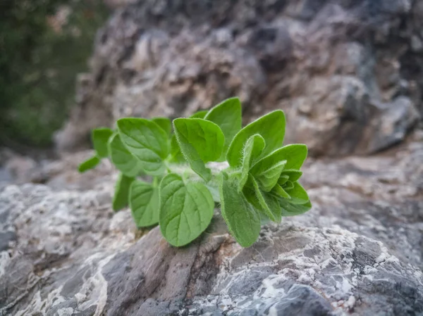 Oregano Segar Daun Bumbu Pada Latar Belakang Batu Alami Wild — Stok Foto