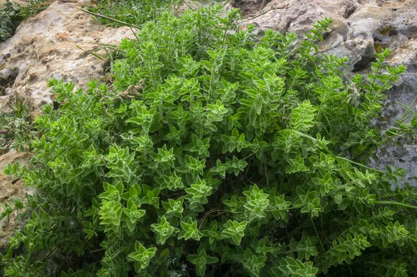 Dzikie Oregano Rośnie Górach Surowe Zielone Oregano Polu Greckie Naturalne — Zdjęcie stockowe