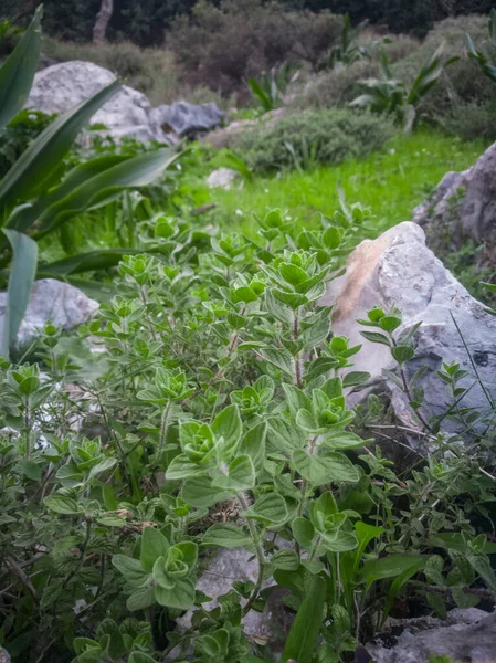Orégano Silvestre Crece Las Montañas Oregano Verde Crudo Campo Hierba — Foto de Stock