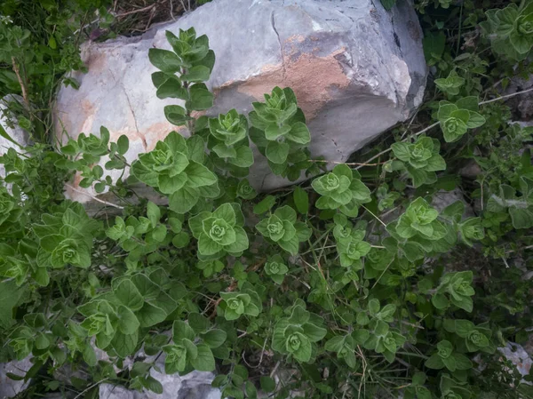 Yabani Keklikotu Dağlarda Yetişir Sahada Çiğ Yeşil Oregano Yunan Doğal Stok Fotoğraf
