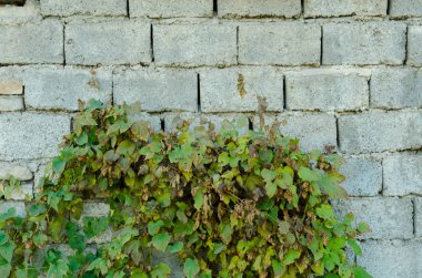 eski tuğla duvar ve yeşil çimen