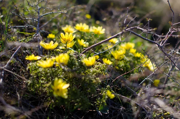 irst spring flowers, yellow snowdrops