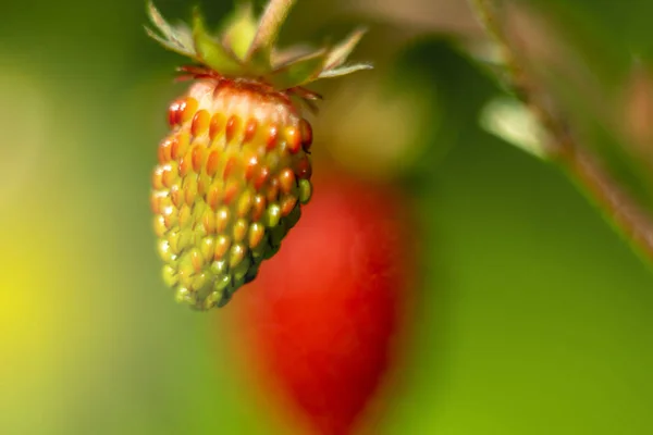 Wild strawberry in garden. Macro shot, soft focus on a foreground. Sunshine on berry.