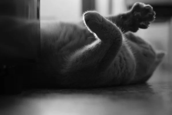 black and white photo of the cat\'s paws in the backlight