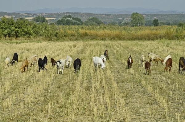 Grecia, animales de granja, cabras — Foto de Stock