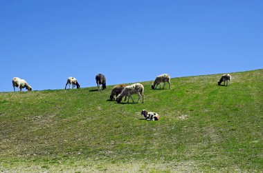 Avusturya, Tyrol, alpine mera