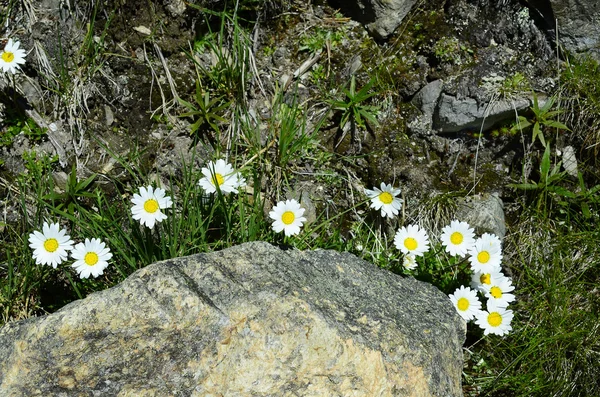 Austria, Tyrol, botanika — Zdjęcie stockowe